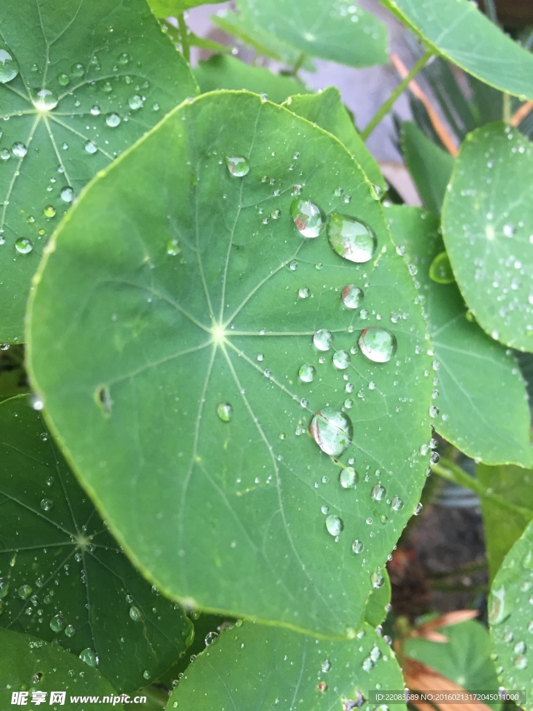 雨露