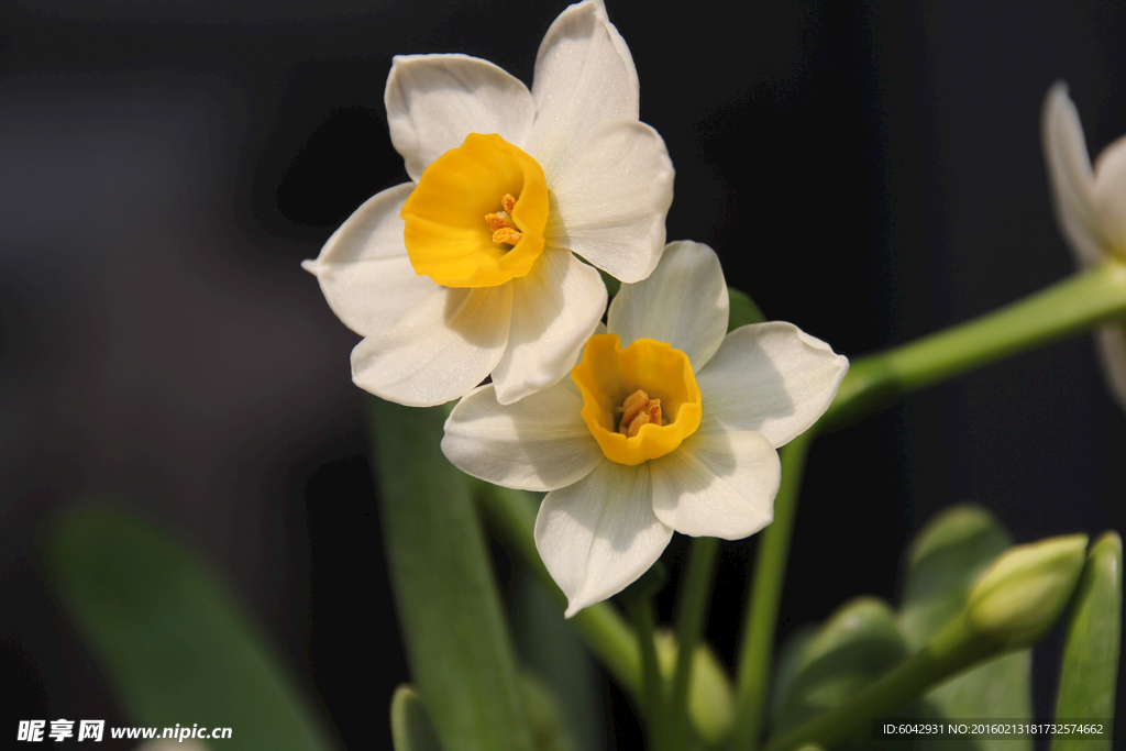 水仙花