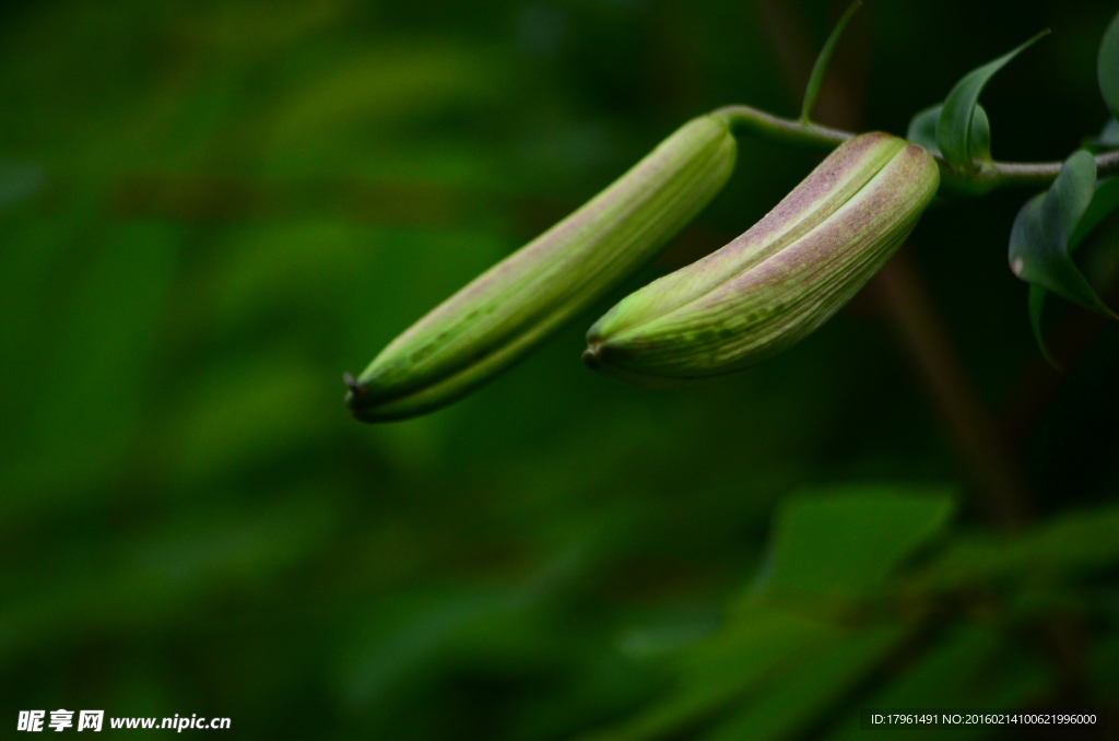 百合花
