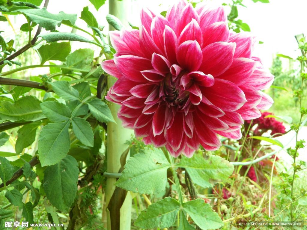 大丽花