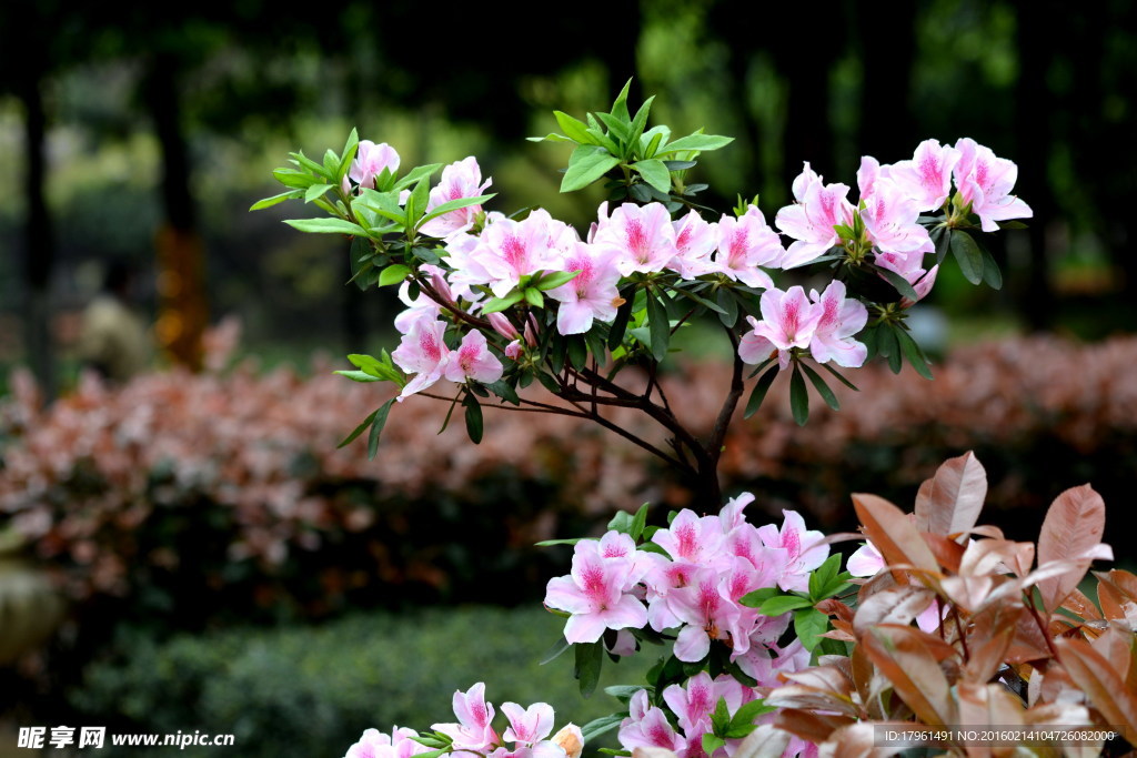 杜鹃花