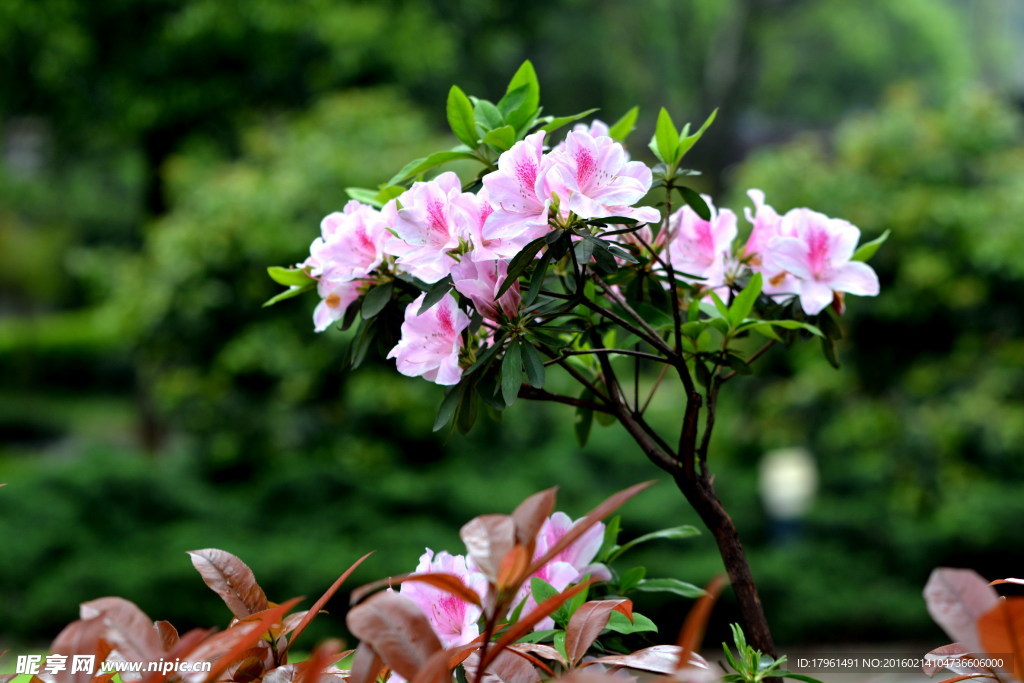 杜鹃花