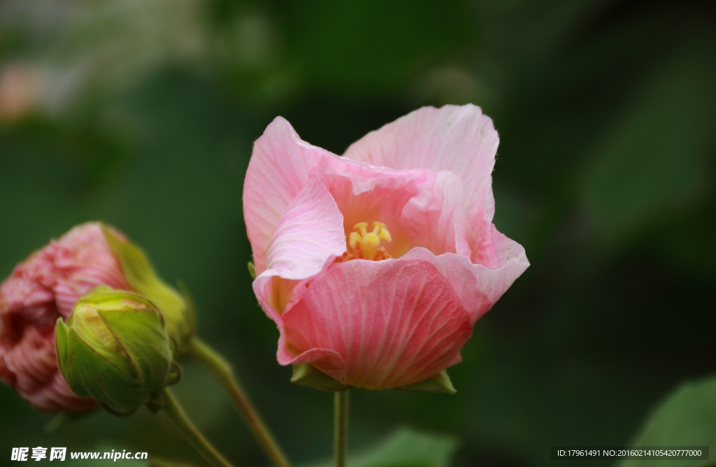 芙蓉花