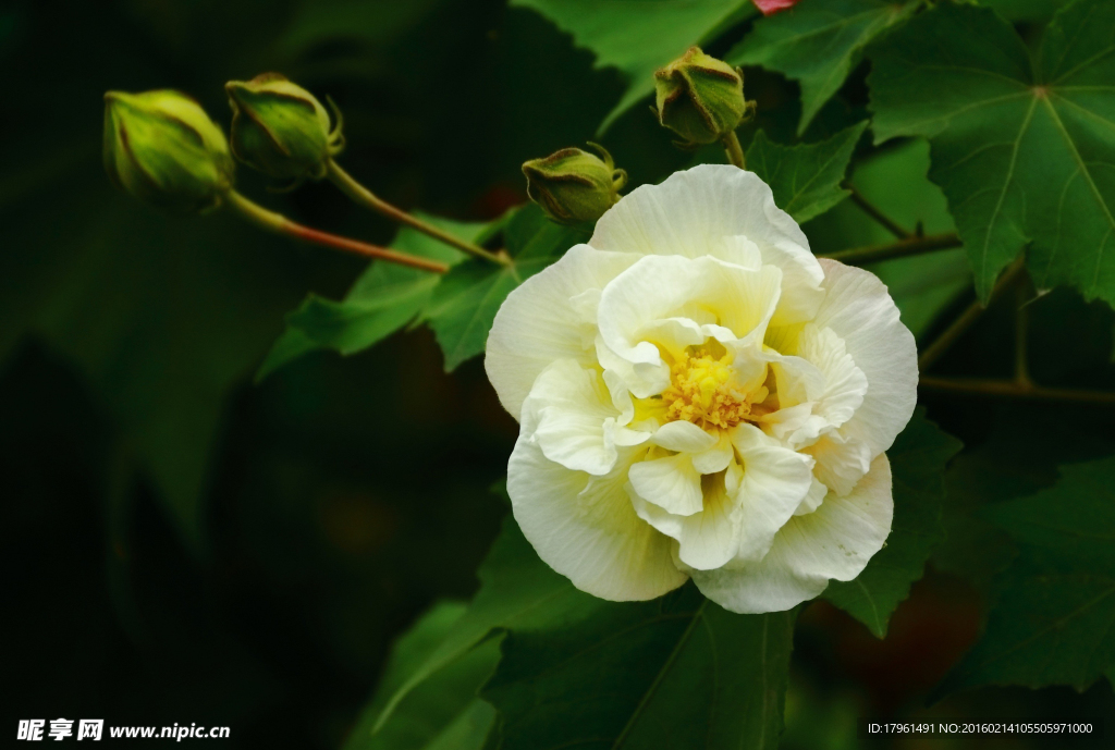 芙蓉花