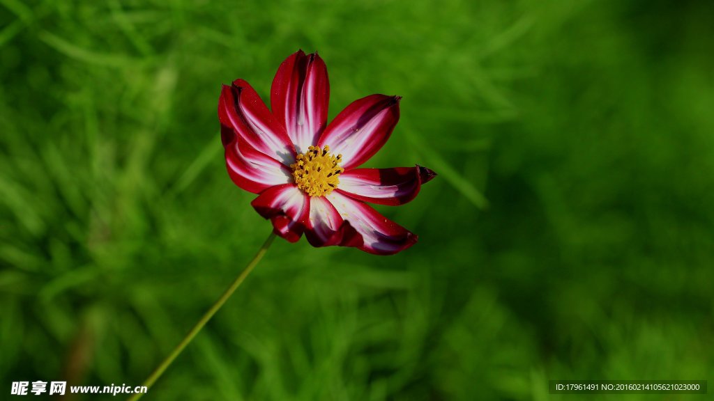 格桑花