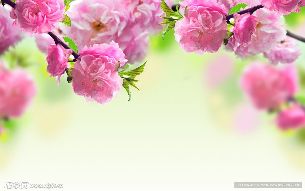 海棠花
