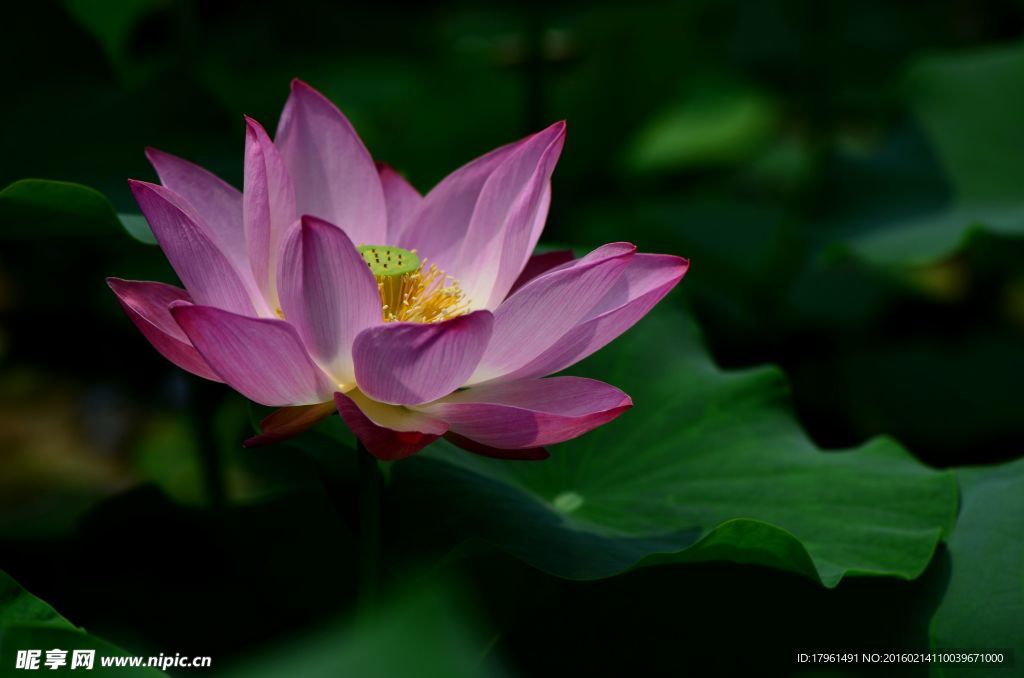 荷花