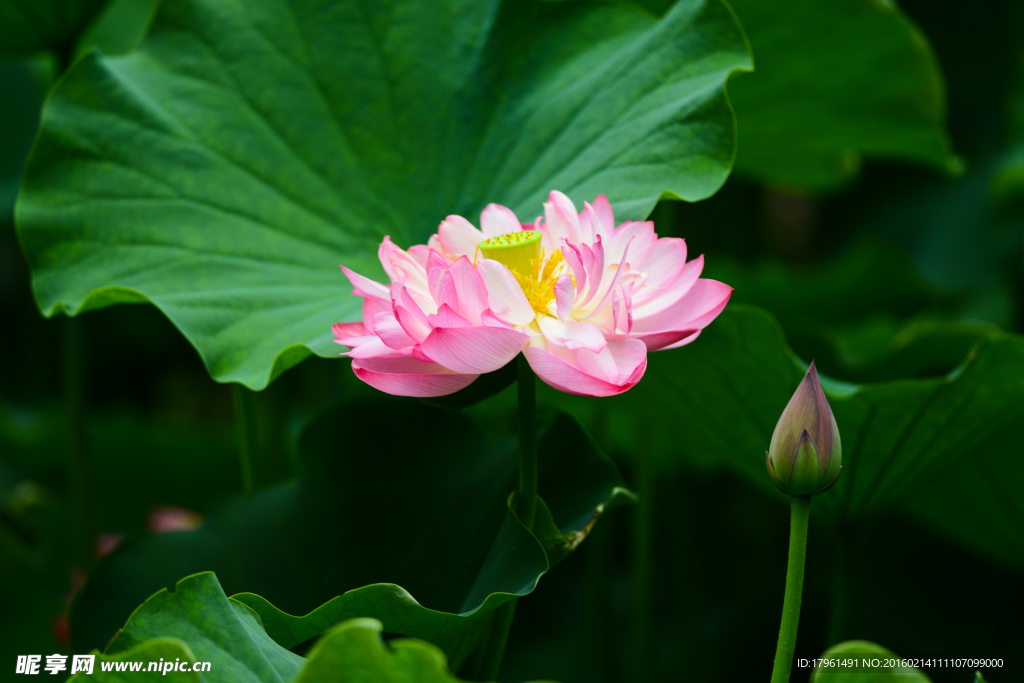 荷花