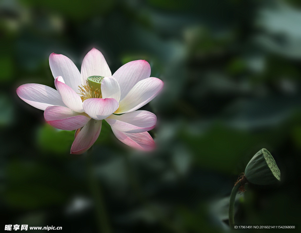 荷花