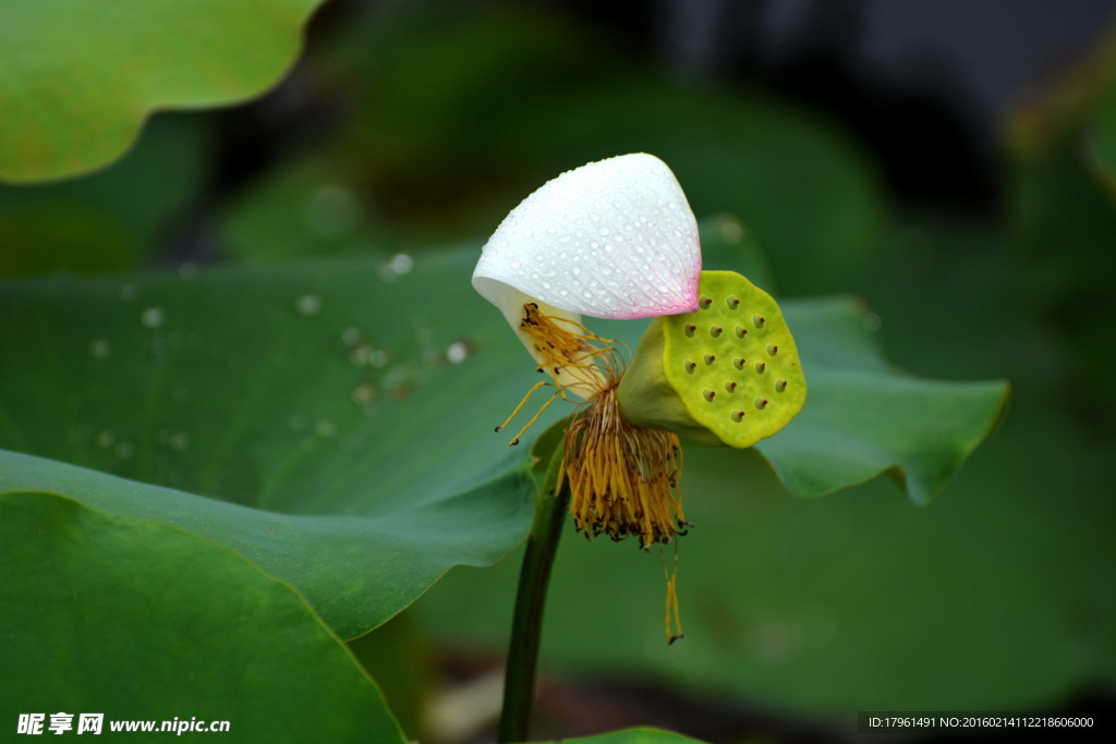 荷花