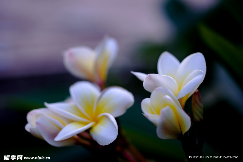 鸡蛋花