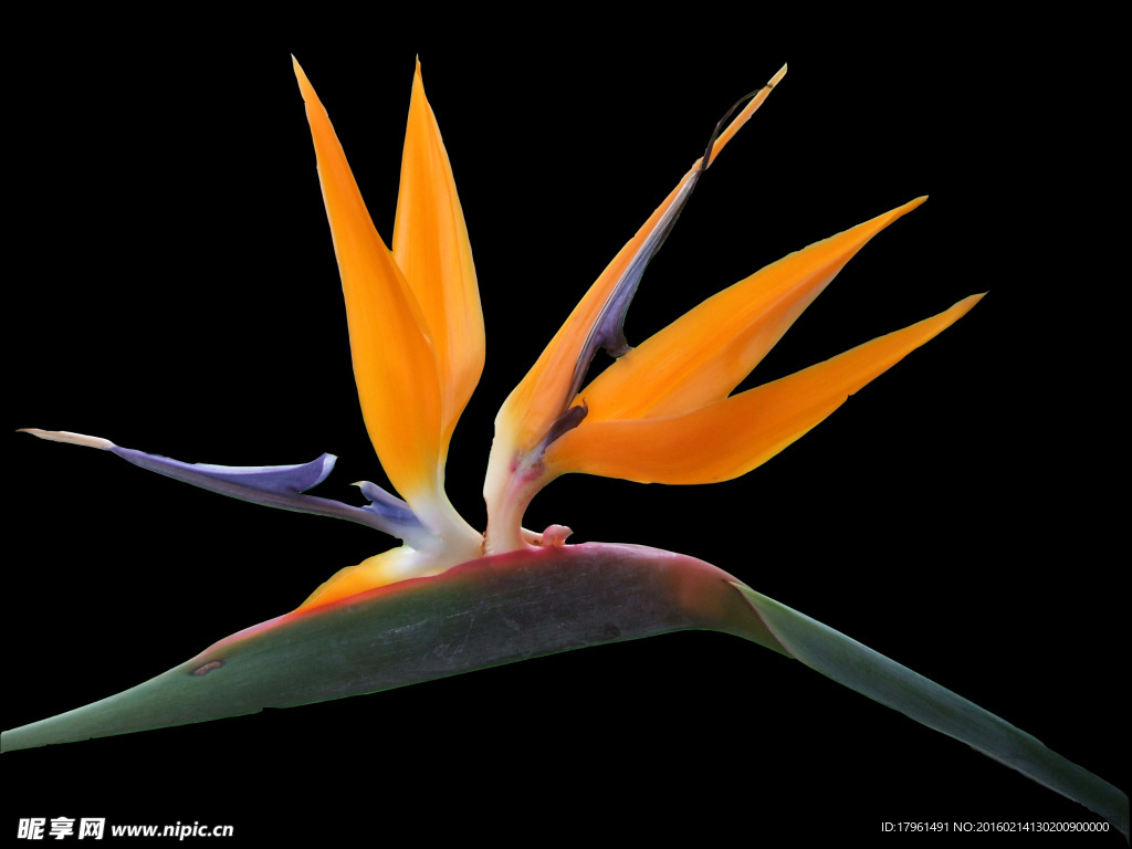 龙掌花