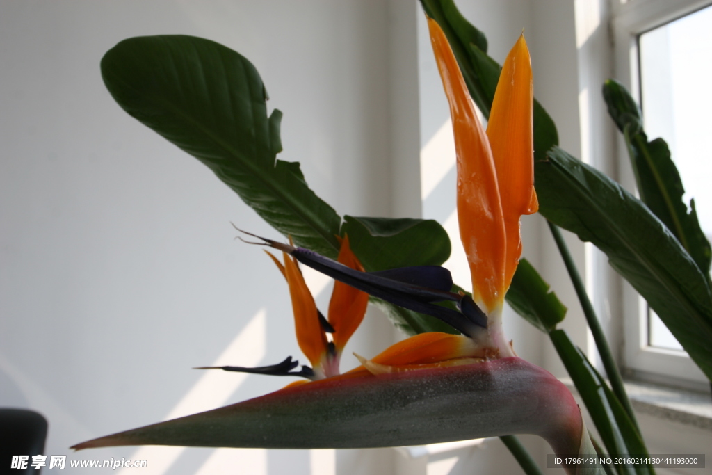 龙掌花