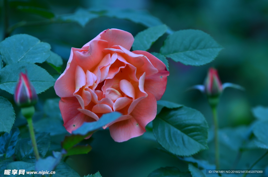 玫瑰花