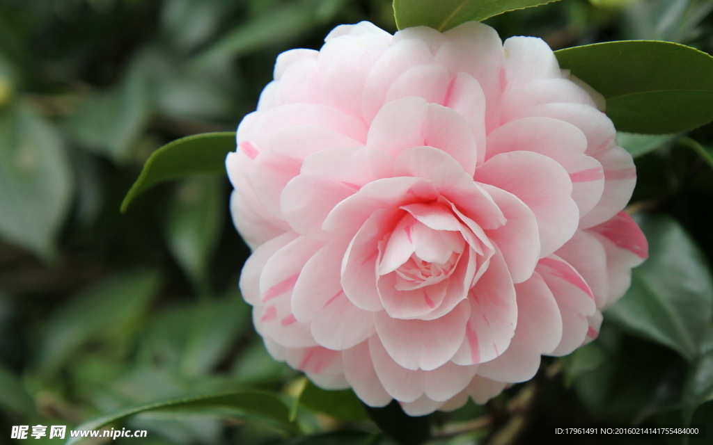 山茶花