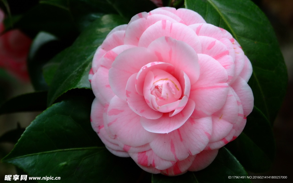 山茶花
