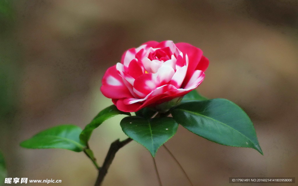 山茶花