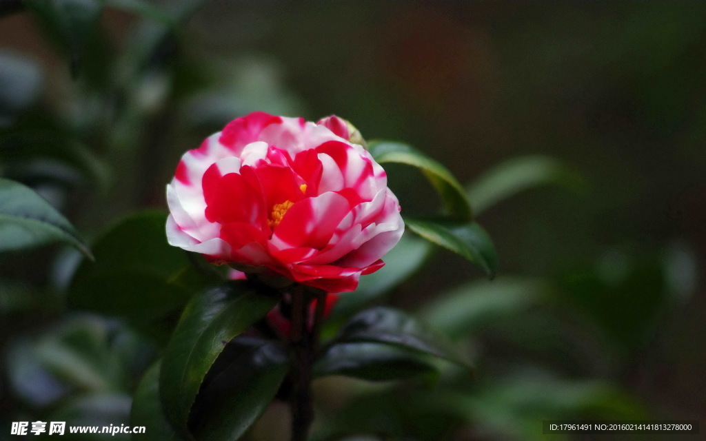 山茶花