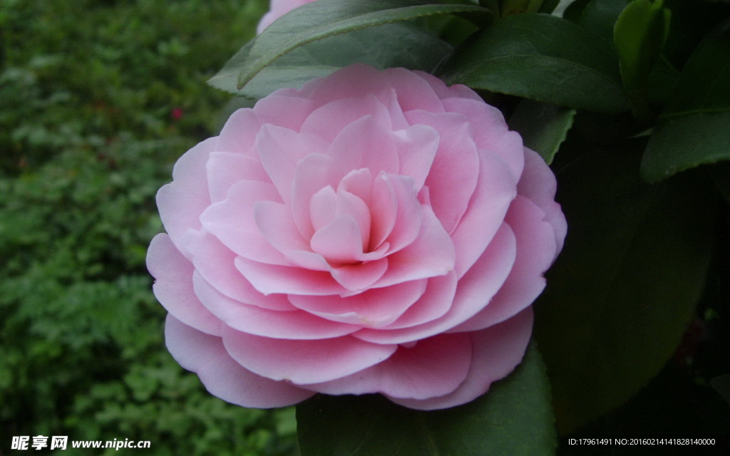 山茶花