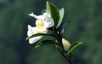 山茶花