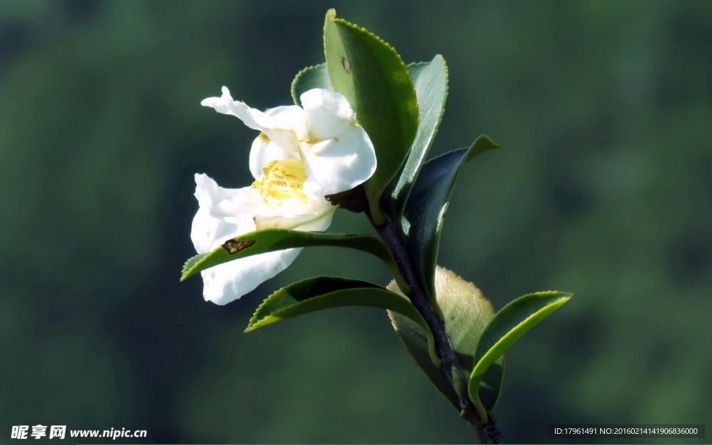 山茶花