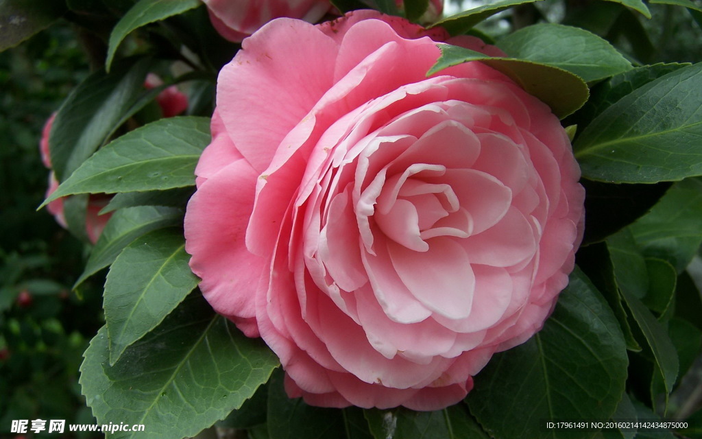 山茶花