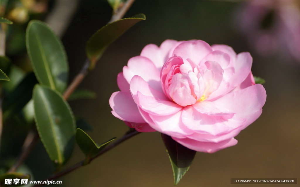 山茶花