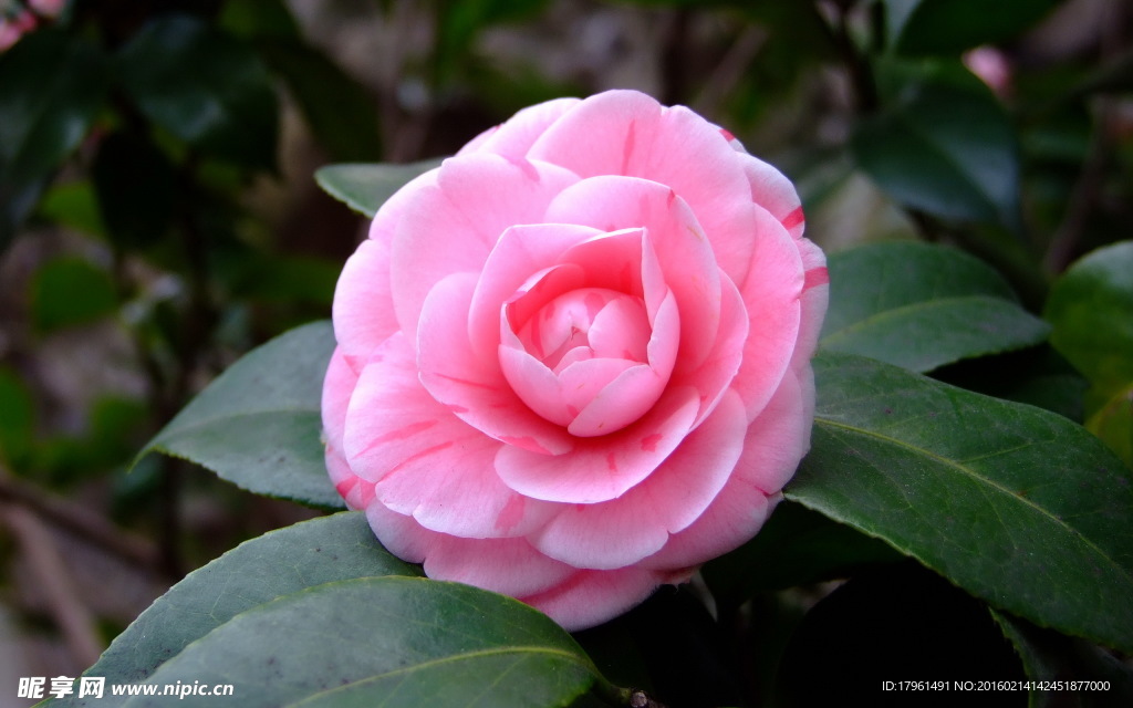 山茶花