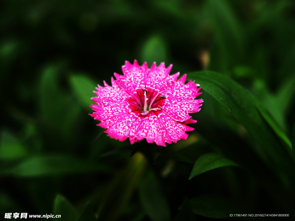 石竹花