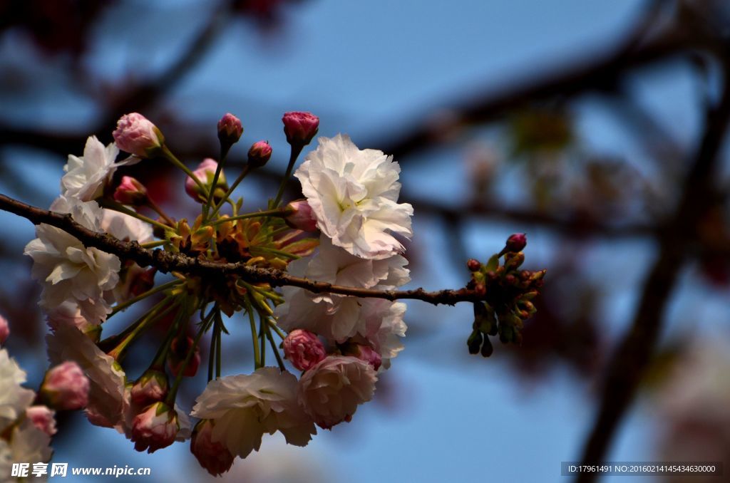 桃花