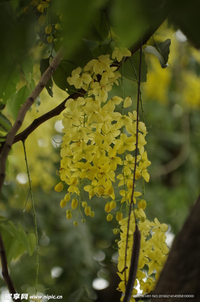 香肠花