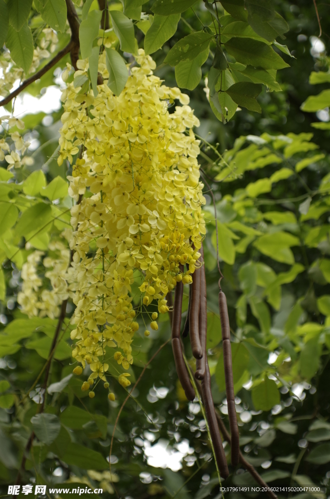 香肠花