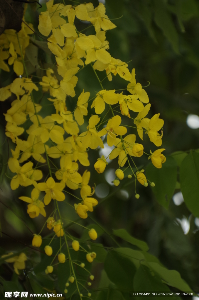 香肠花