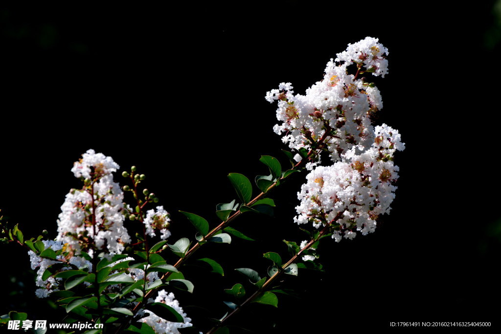 银薇花