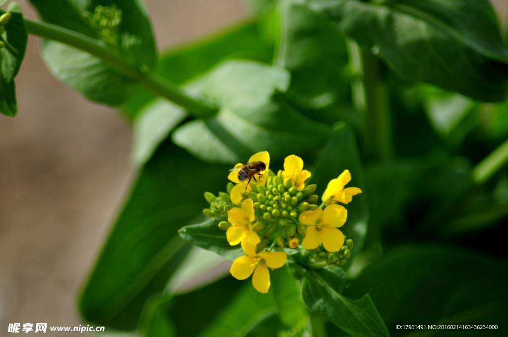 油菜花
