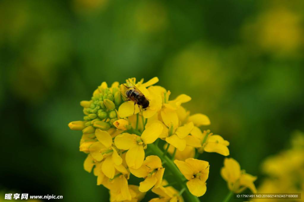 油菜花