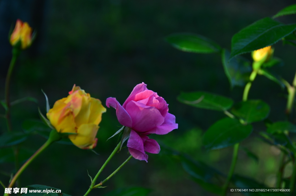 月季花
