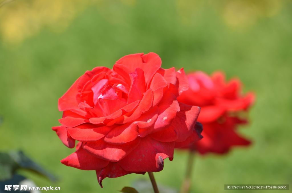 月季花
