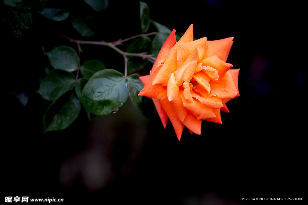月季花