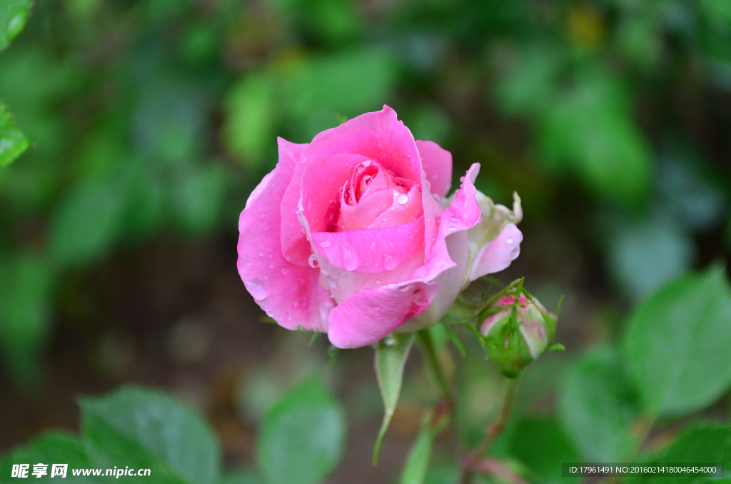 月季花