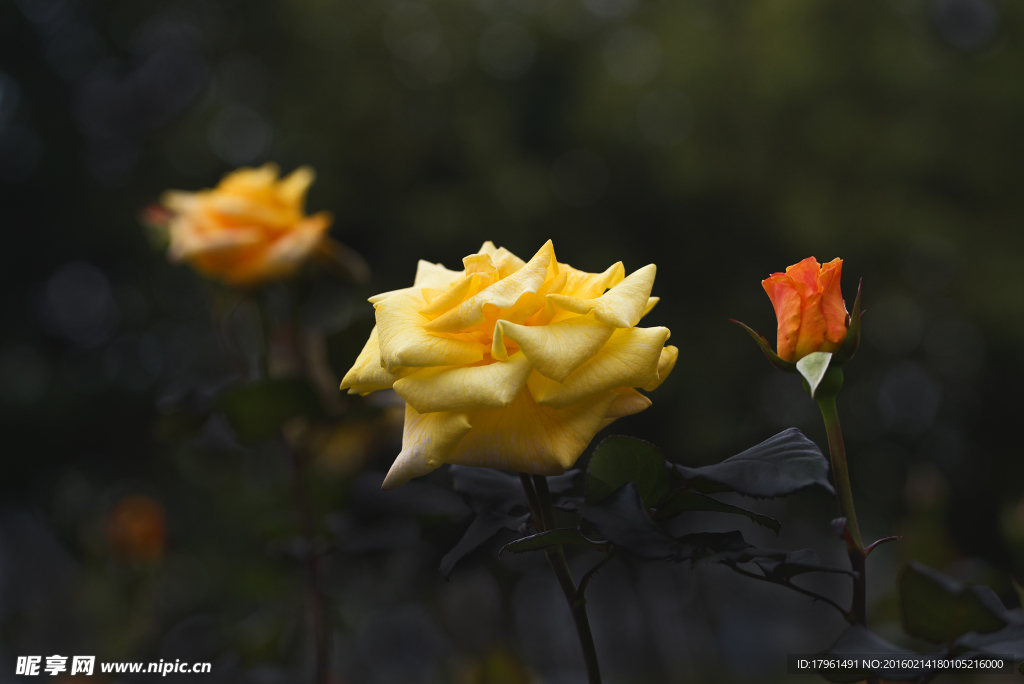 月季花