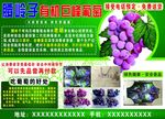葡萄园海报