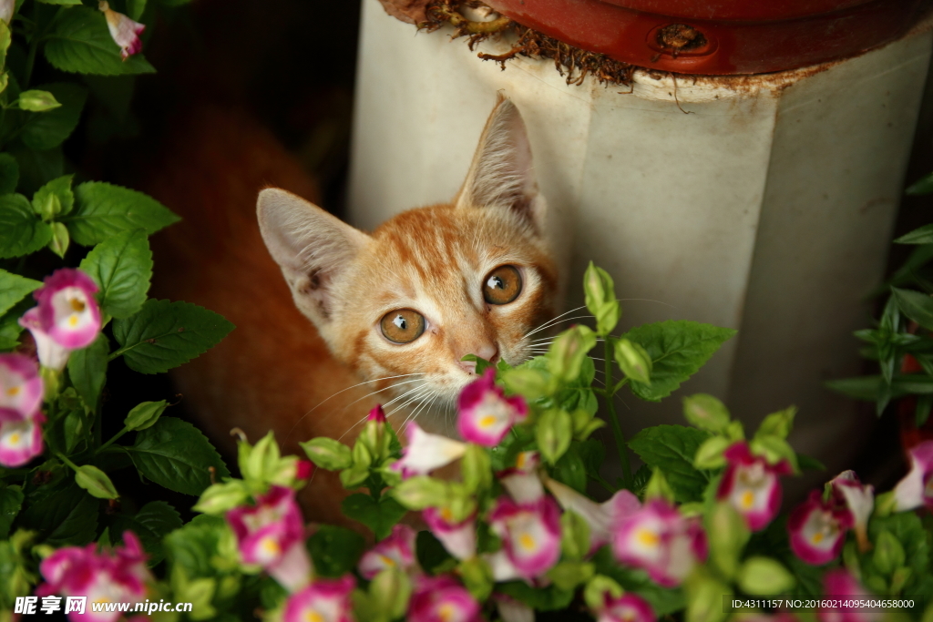 躲在花草中的猫