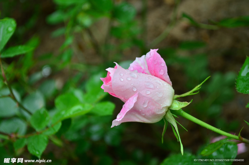 月季花