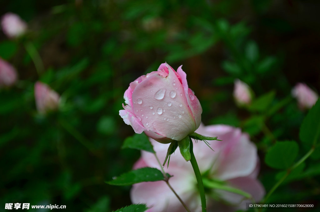 月季花