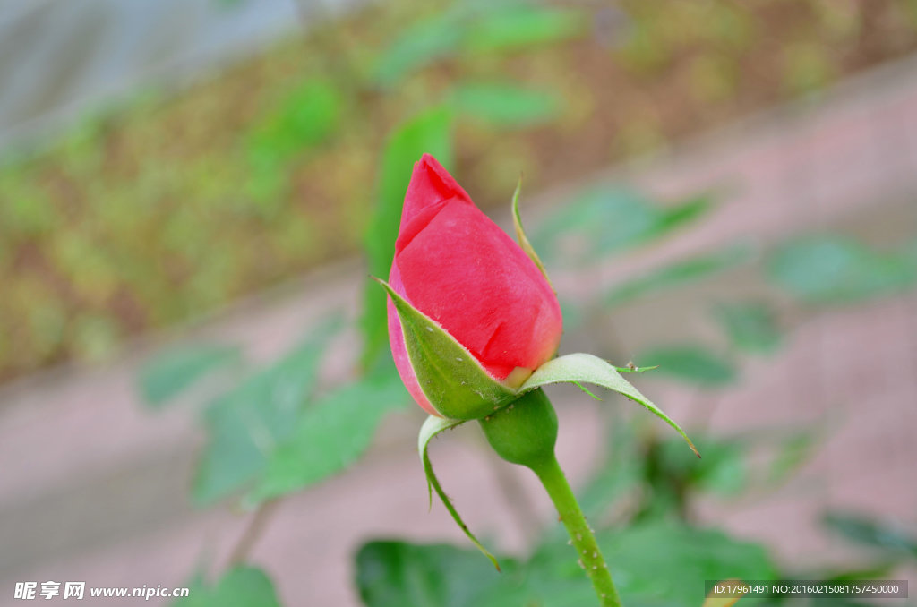 月季花