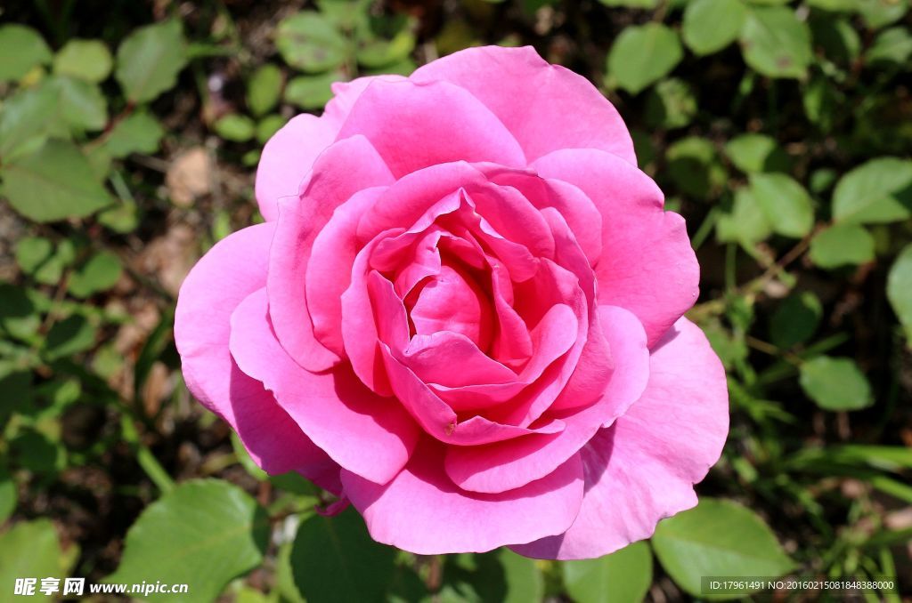 月季花