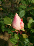 玫瑰花