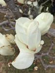 木棉花