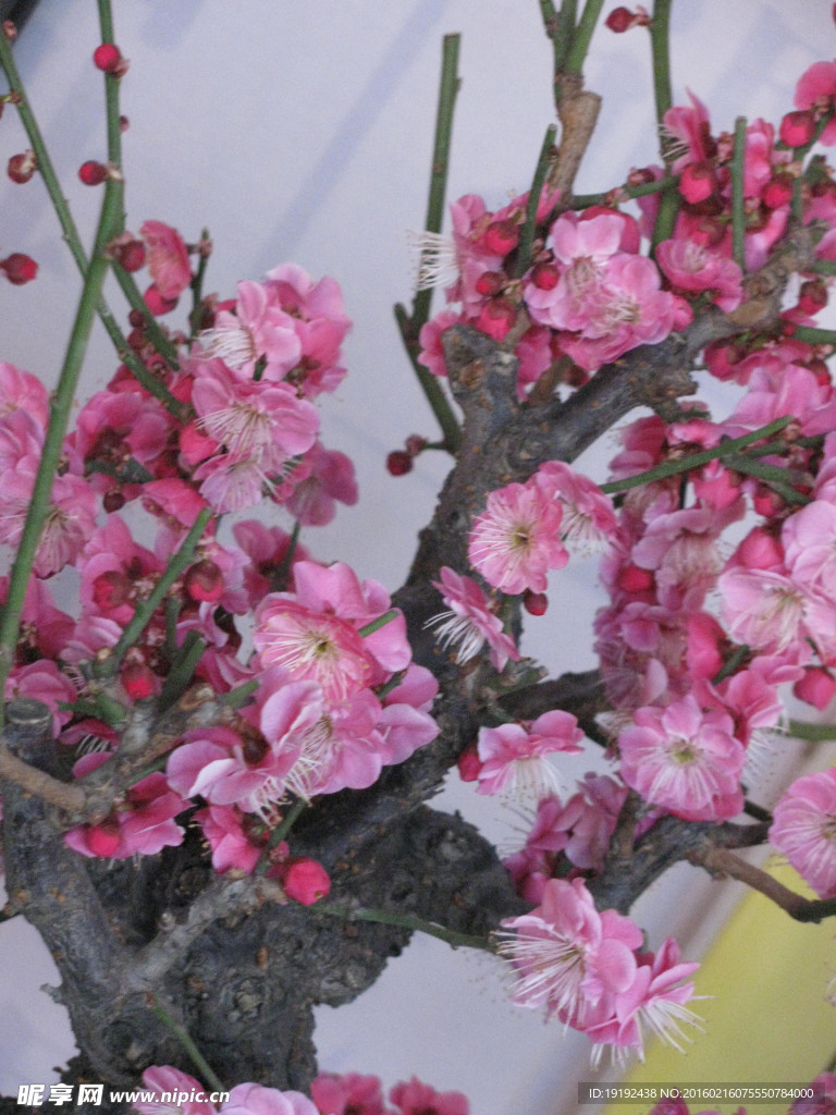 梅花